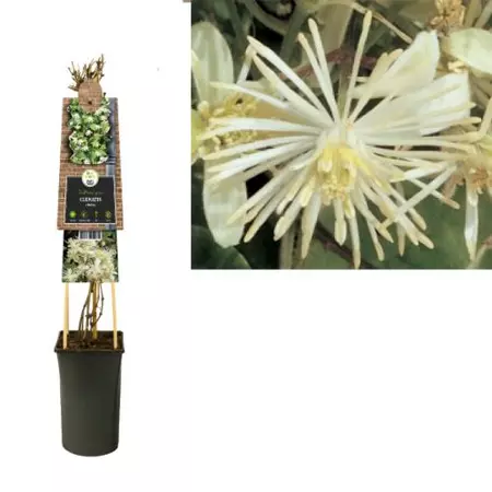 Klimplant Clematis vitalba - Cremé Bosrank - afbeelding 1