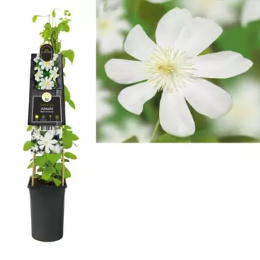 Klimplant Clematis Wada s Primrose - Witte Bosrank - afbeelding 1