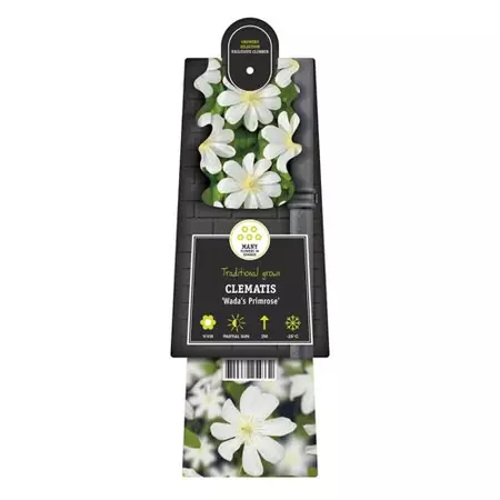 Klimplant Clematis Wada s Primrose - Witte Bosrank - afbeelding 2