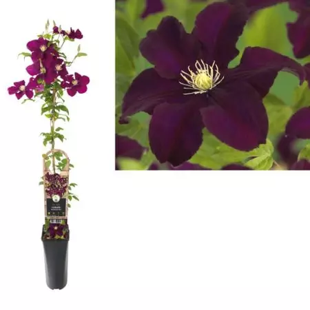 Klimplant Clematis Warszawska Nike - Rode Bosrank