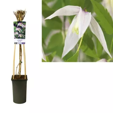 Klimplant Clematis Willy - Roze Bosrank - afbeelding 1