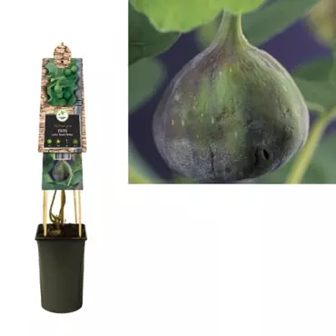 Klimplant Ficus carica Brown Turkey - afbeelding 2