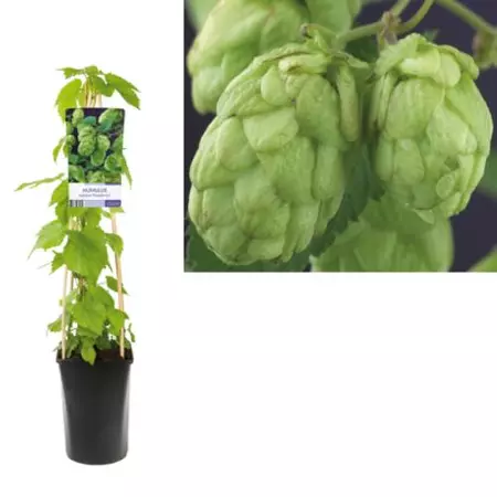 Klimplant Humulus Lupulus - Hop - afbeelding 1