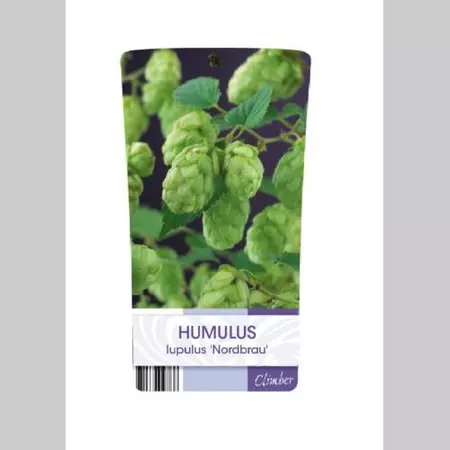 Klimplant Humulus Lupulus - Hop - afbeelding 2