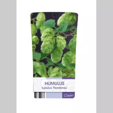 Klimplant Humulus Lupulus - Hop - afbeelding 2