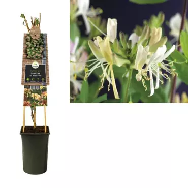 Klimplant Lonicera Belgica Select - Wilde Roze Kamperfoelie