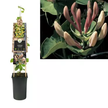 Klimplant Lonicera caprifolium - Tuinkamperfoelie - afbeelding 1