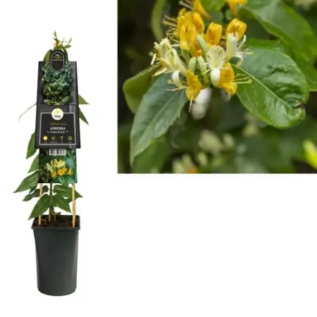 Klimplant Lonicera Copper Beauty - Gele Kamperfoelie