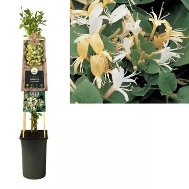 Klimplant Lonicera Hall Prolific - Japanse Kamperfoelie - afbeelding 2