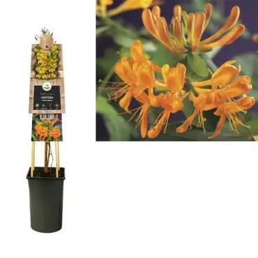 Klimplant Lonicera tellmanniana - Oranje gele Kamperfoelie - afbeelding 1