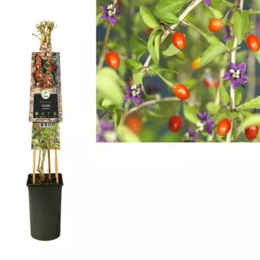 Klimplant Lycium barbarum - afbeelding 2