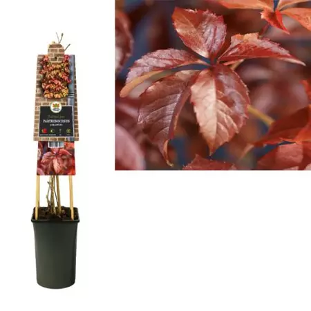 Klimplant Parthenocissus quinquefolia - Vijfbladige Wingerd - afbeelding 1