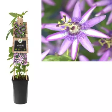 Klimplant Passiflora Amethyst - Paarse Passiebloem - afbeelding 1