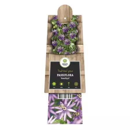 Klimplant Passiflora Amethyst - Paarse Passiebloem - afbeelding 2