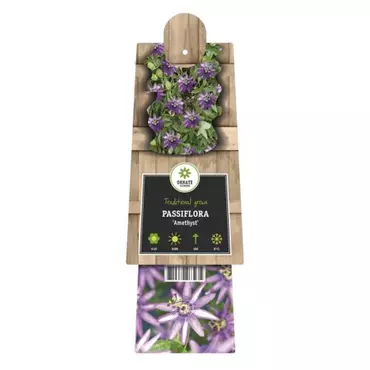 Klimplant Passiflora Amethyst - Paarse Passiebloem - afbeelding 2