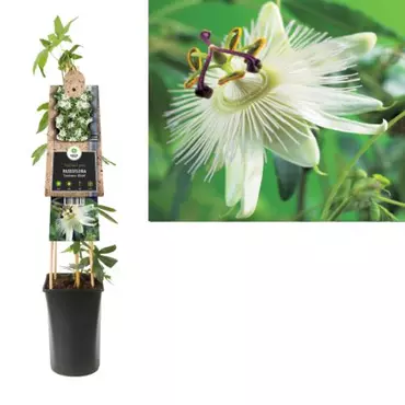 Klimplant Passiflora Constance Elliott - Witte Passiebloem