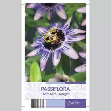 Klimplant Passiflora Damsel Delight - Paarse Passiebloem - afbeelding 2