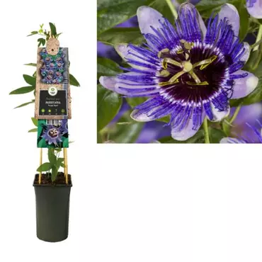 Klimplant Passiflora Purple Haze - Paarse Passiebloem - afbeelding 1