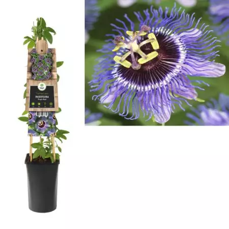 Klimplant Passiflora Purple Rain - Paarse Passiebloem - afbeelding 1