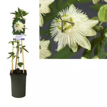Klimplant Passiflora Snow Queen - Witte Passiebloem - afbeelding 1
