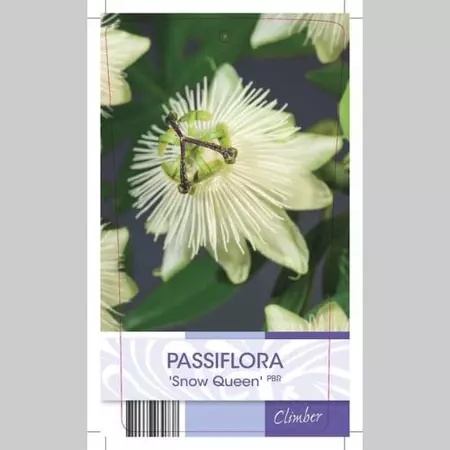Klimplant Passiflora Snow Queen - Witte Passiebloem - afbeelding 2