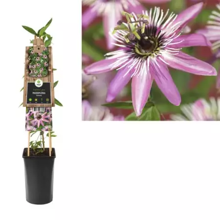 Klimplant Passiflora Victoria - Lila Passiebloem - afbeelding 1