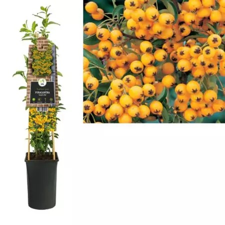 Klimplant Pyracantha Soleil d'Or - Vuurdoorn - afbeelding 1