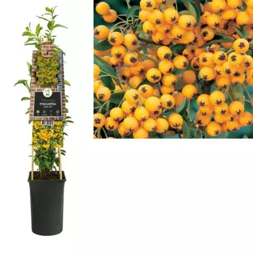Klimplant Pyracantha Soleil d'Or - Vuurdoorn - afbeelding 2