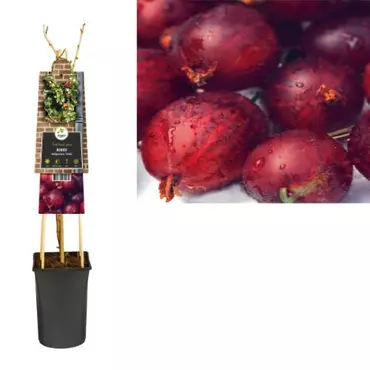 Klimplant Ribes nidigrolaria Josta - Sierbes - afbeelding 2
