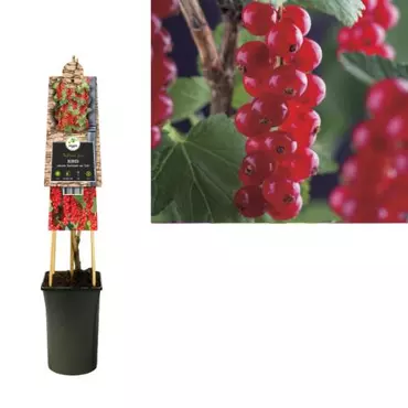 Klimplant Ribes rubrum Jonkheer van Tets - Sierbes - afbeelding 1