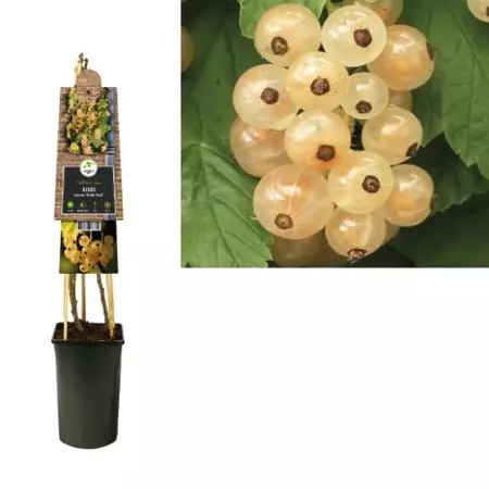 Klimplant Ribes rubrum White Pearl - Sierbes - afbeelding 1