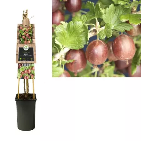 Klimplant Ribes uva-crispa Hinnomäki Röd - Sierbes - afbeelding 1