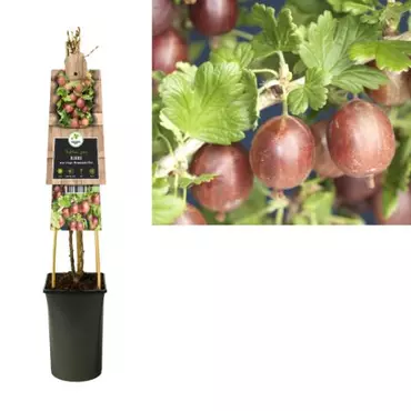 Klimplant Ribes uva-crispa Hinnomäki Röd - Sierbes - afbeelding 2