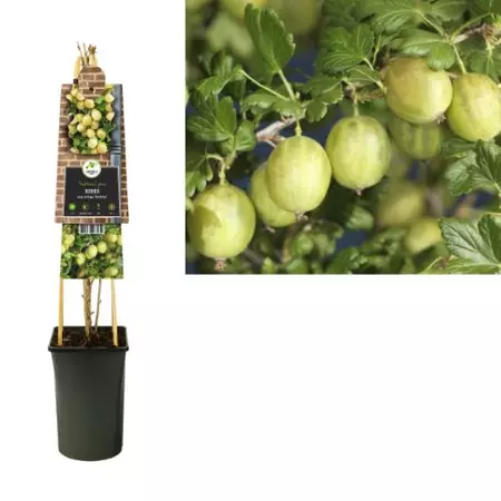 Klimplant Ribes uva-crispa  Invicta - Sierbes - afbeelding 1