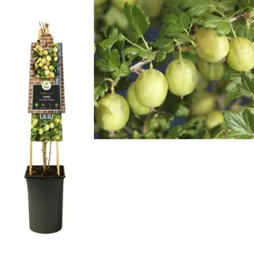 Klimplant Ribes uva-crispa  Invicta - Sierbes - afbeelding 1