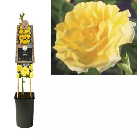 Klimplant Rosa Golden Climber - Klimroos Geel - afbeelding 1