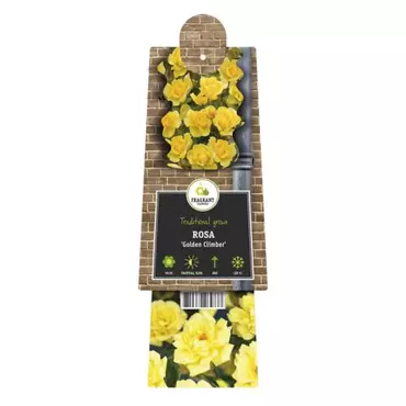 Klimplant Rosa Golden Climber - Klimroos Geel - afbeelding 2