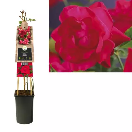 Klimplant Rosa Heidelberg - Klimroos Rood - afbeelding 1