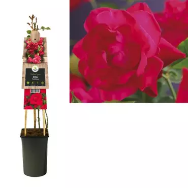 Klimplant Rosa Heidelberg - Klimroos Rood - afbeelding 2