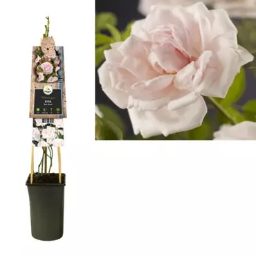 Klimplant Rosa New Dawn - Klimroos Lichtroze - afbeelding 1