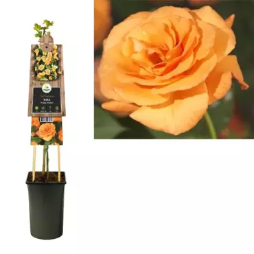 Klimplant Rosa Orange Climber - Klimroos Oranje - afbeelding 1