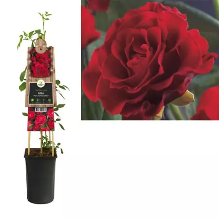 Klimplant Rosa Paul Scarlet Climber - Klimroos Rood - afbeelding 1