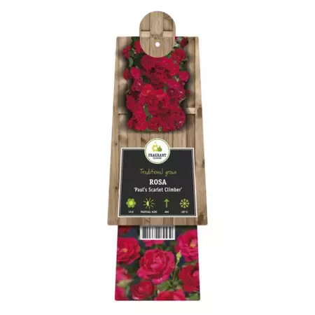 Klimplant Rosa Paul Scarlet Climber - Klimroos Rood - afbeelding 2