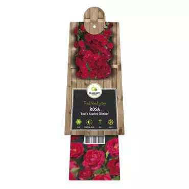 Klimplant Rosa Paul Scarlet Climber - Klimroos Rood - afbeelding 2