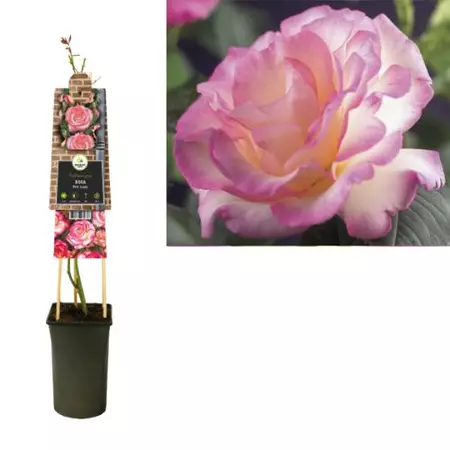 Klimplant Rosa Pink Candy - Klimroos Roze - afbeelding 1