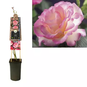 Klimplant Rosa Pink Candy - Klimroos Roze - afbeelding 1