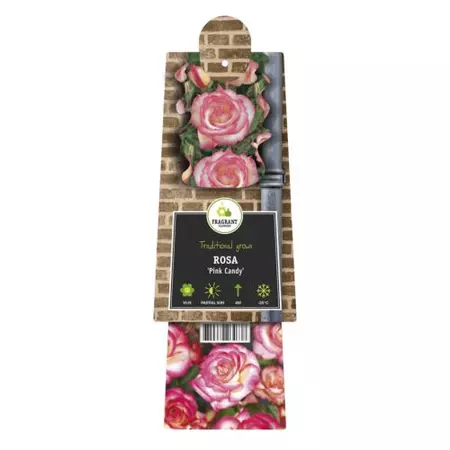 Klimplant Rosa Pink Candy - Klimroos Roze - afbeelding 2