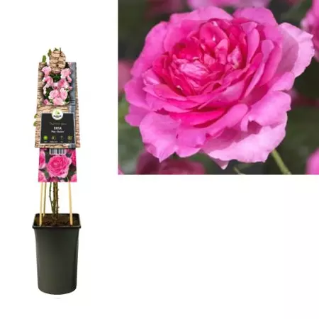 Klimplant Rosa Pink Climber - Klimroos Roze - afbeelding 1