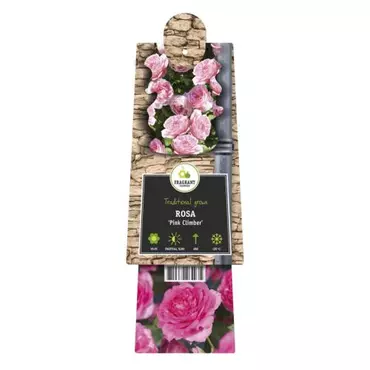 Klimplant Rosa Pink Climber - Klimroos Roze - afbeelding 2