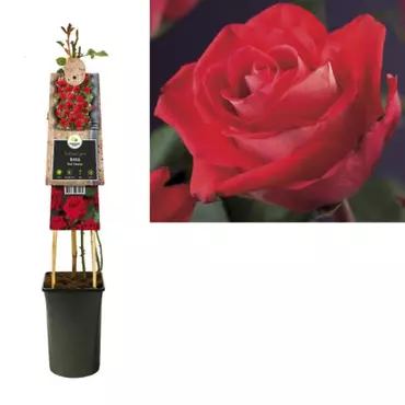 Klimplant Rosa Red Climber - Klimroos Rood - afbeelding 1